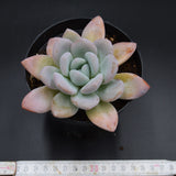 Graptoveria