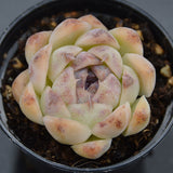 Echeveria Purple Rice