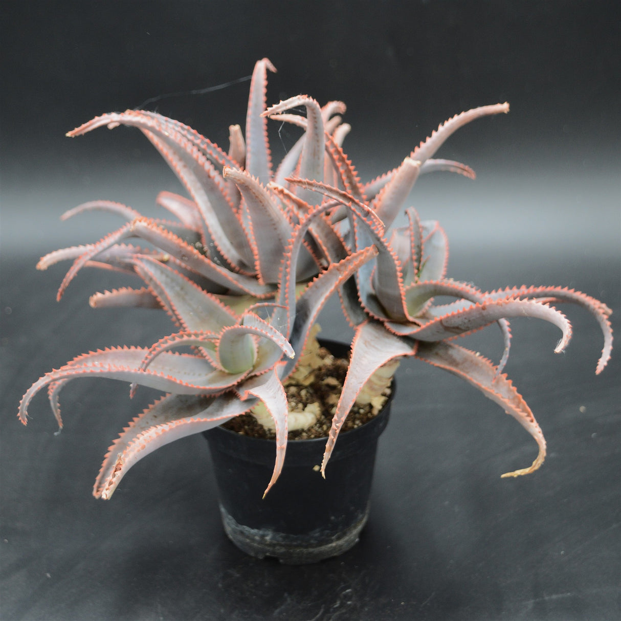 Aloe