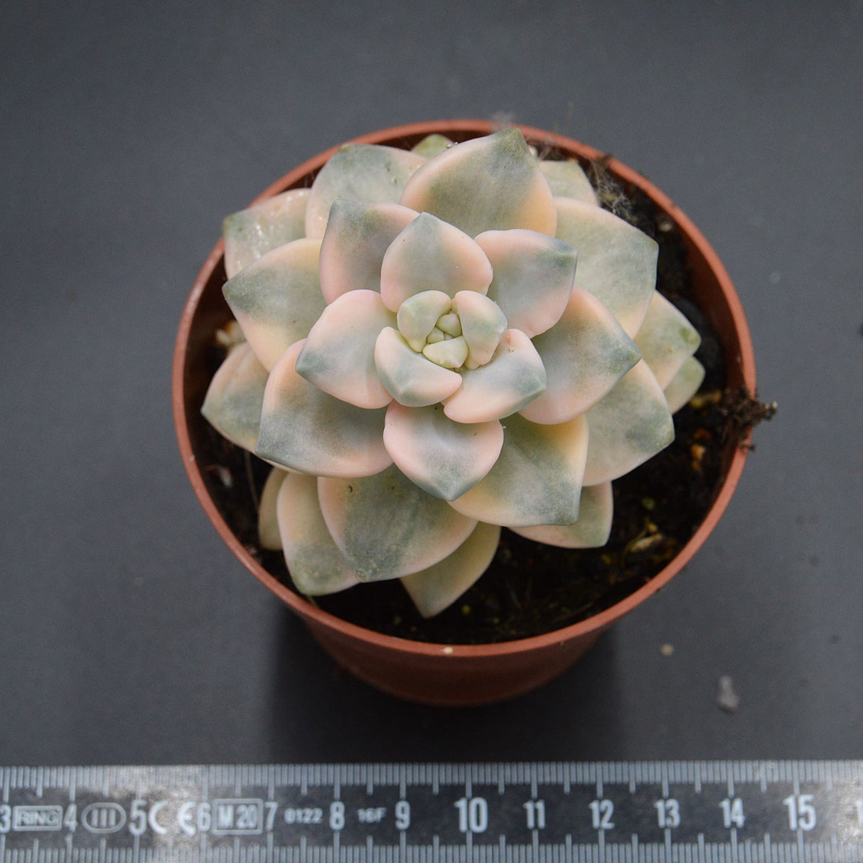 Graptoveria titubans f. variegata