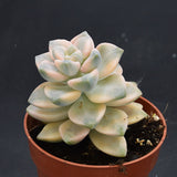 Graptoveria titubans f. variegata