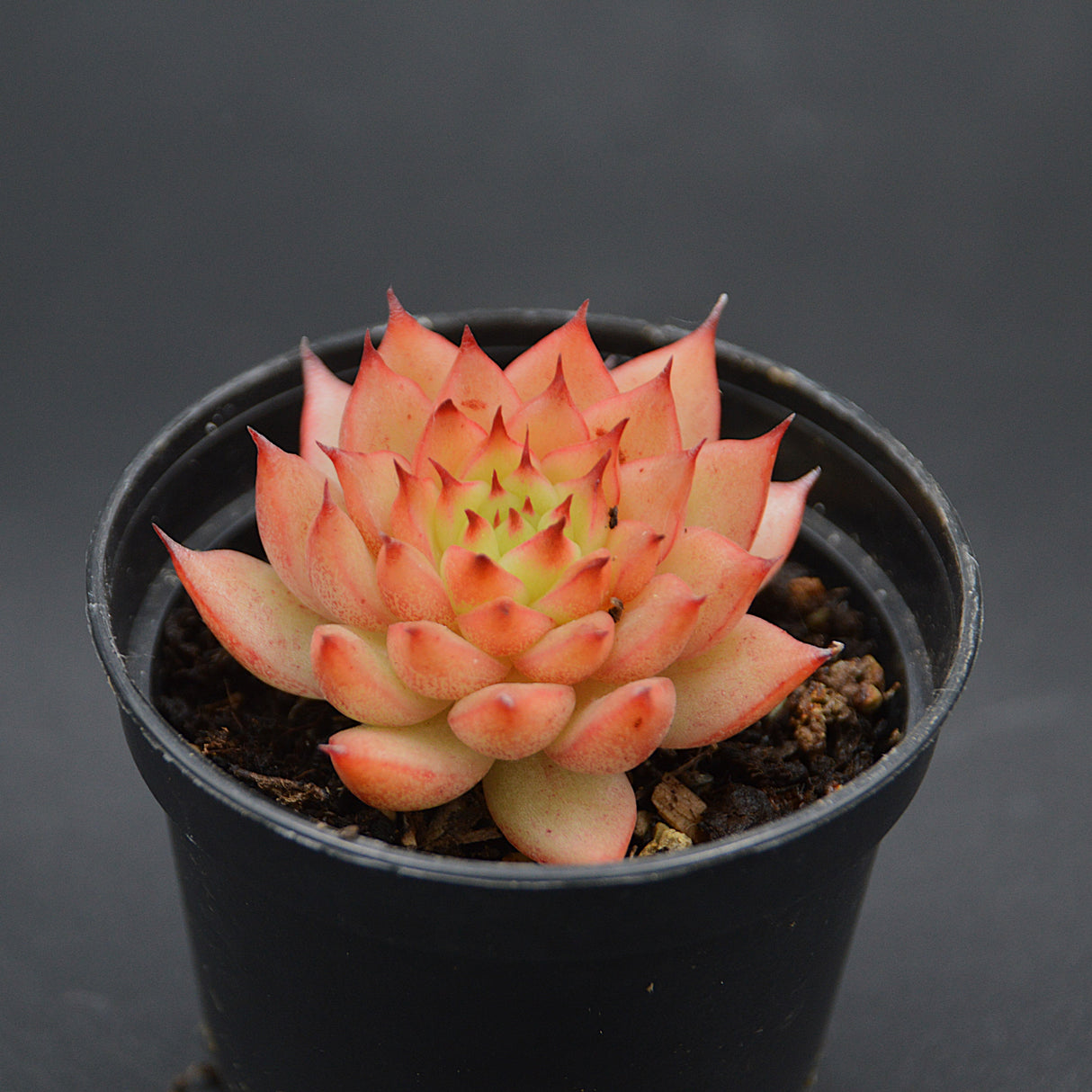 Echeveria Meteor Shower