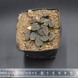 Haworthia maughanii