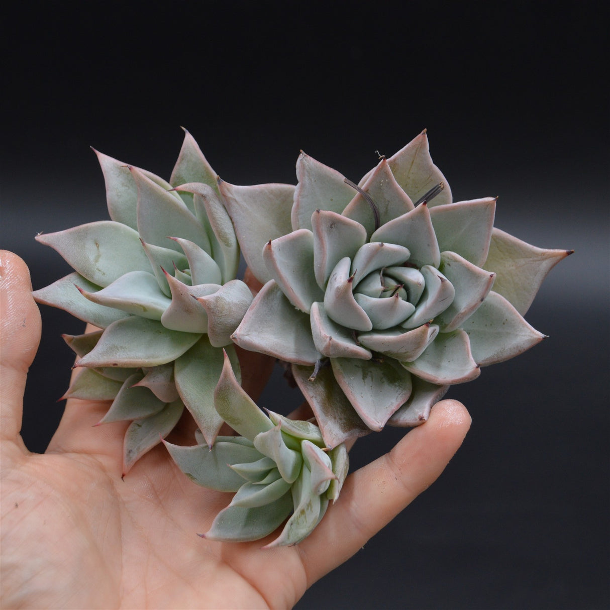 Echeveria cuspidata, Stecklinge