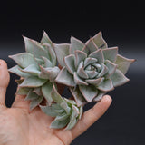 Echeveria cuspidata, Stecklinge