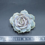 Echeveria Lola f. Purpur, Steckling