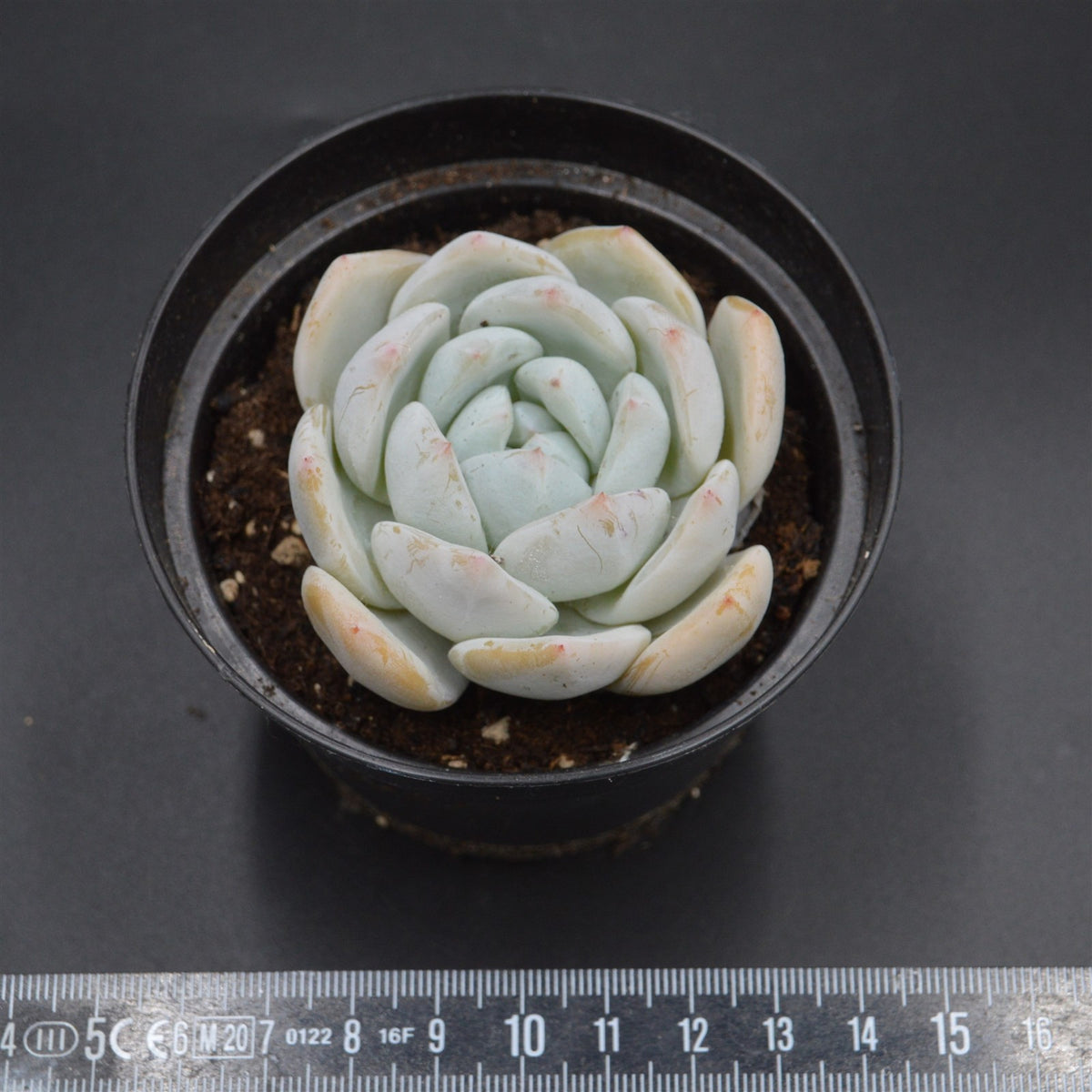 Echeveria Snow