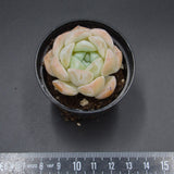 Echeveria Dream Halo