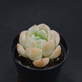 Echeveria Dream Halo