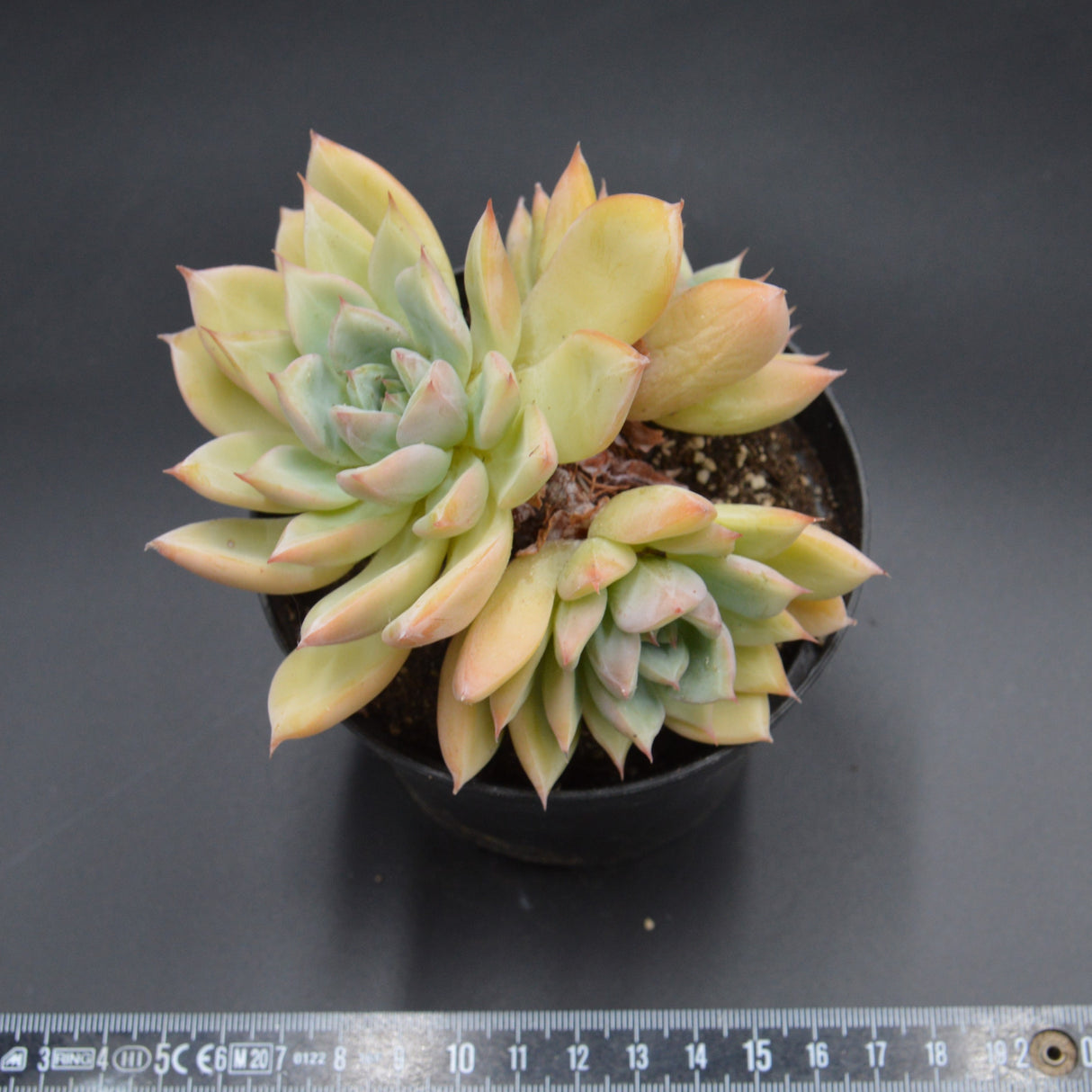 Echeveria Queen Sasa