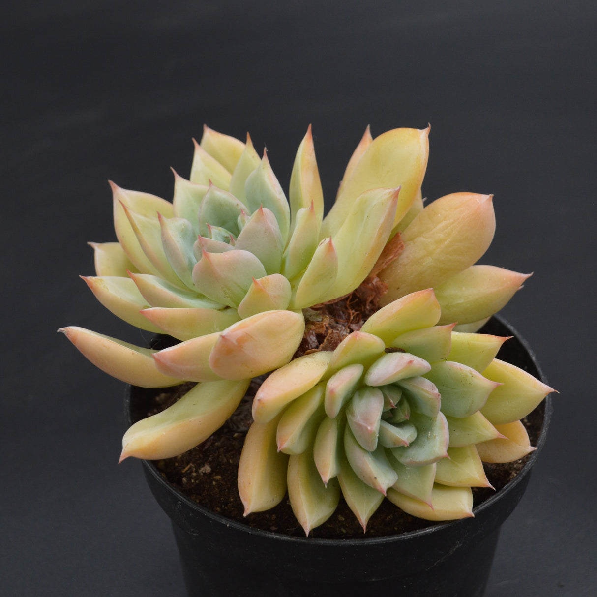 Echeveria Queen Sasa