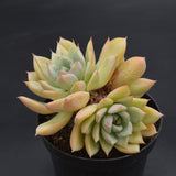 Echeveria Queen Sasa