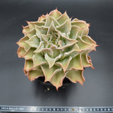 Echeveria Madiba XXL