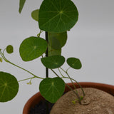 Stephania erecta - 17cm im Tontopf