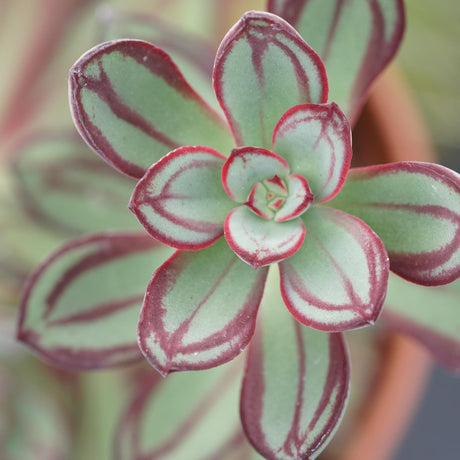 Echeveria nodulosa - 14cm
