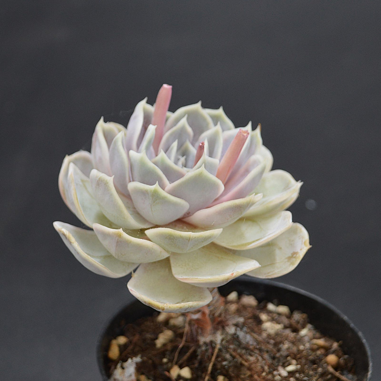 Echeveria