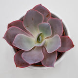 Echeveria Afterglow - 10,5cm