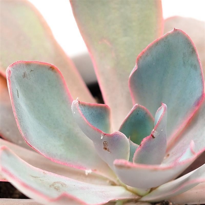Echeveria Afterglow - 10,5cm