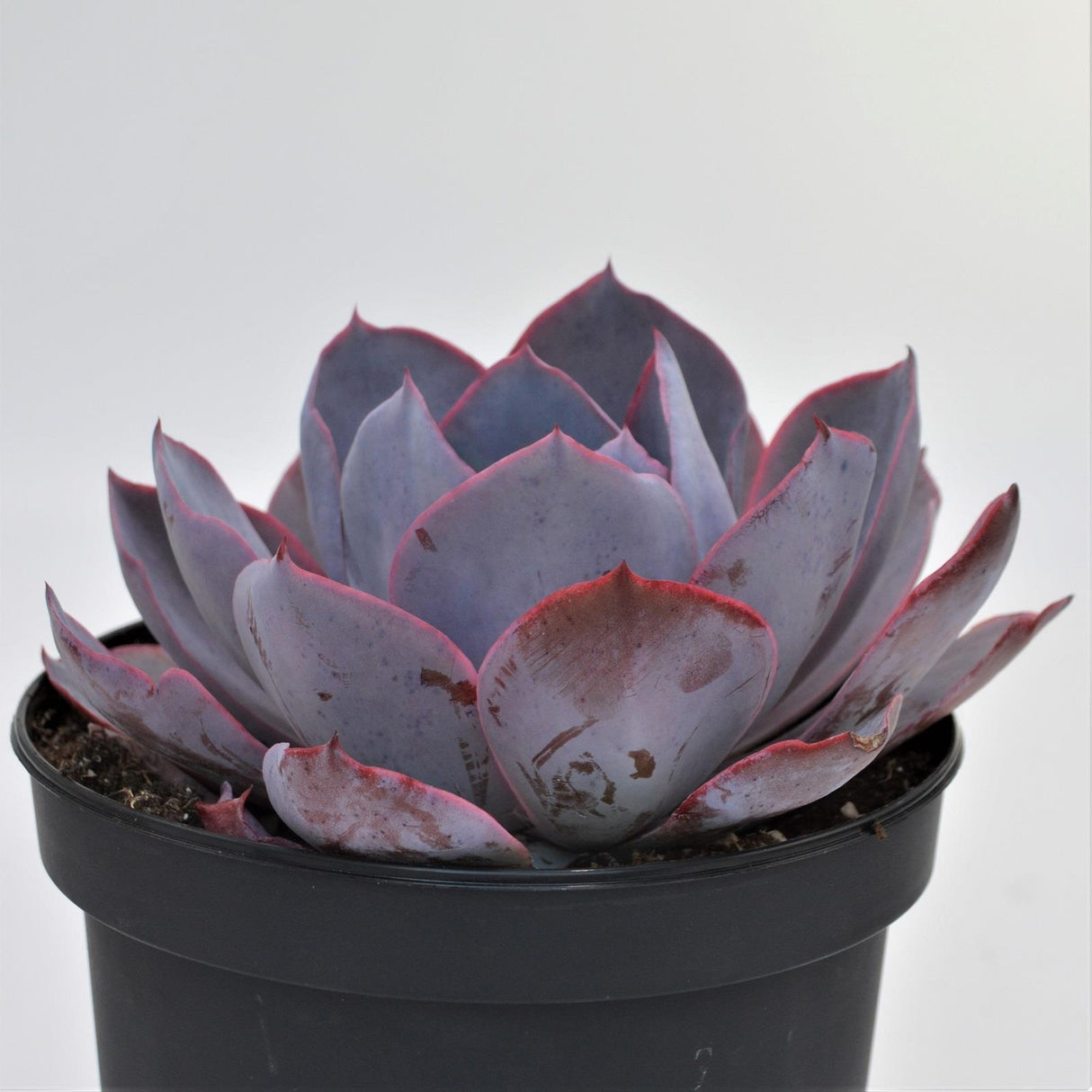 Echeveria Afterglow - 15cm