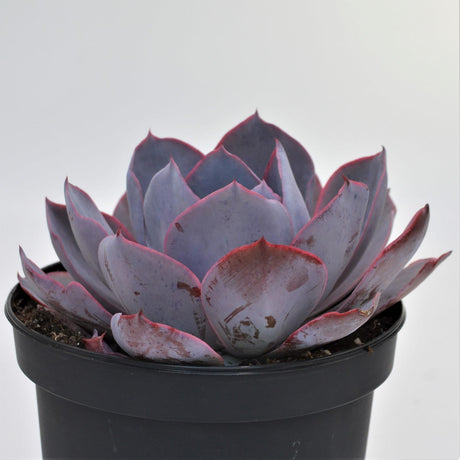Echeveria Afterglow - 15cm