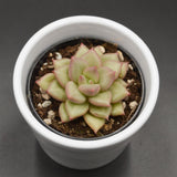 Echeveria agavoides J.C. Van Keppel - 6cm