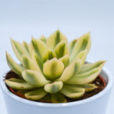 Echeveria agavoides Mira f. variegata - 10,5cm
