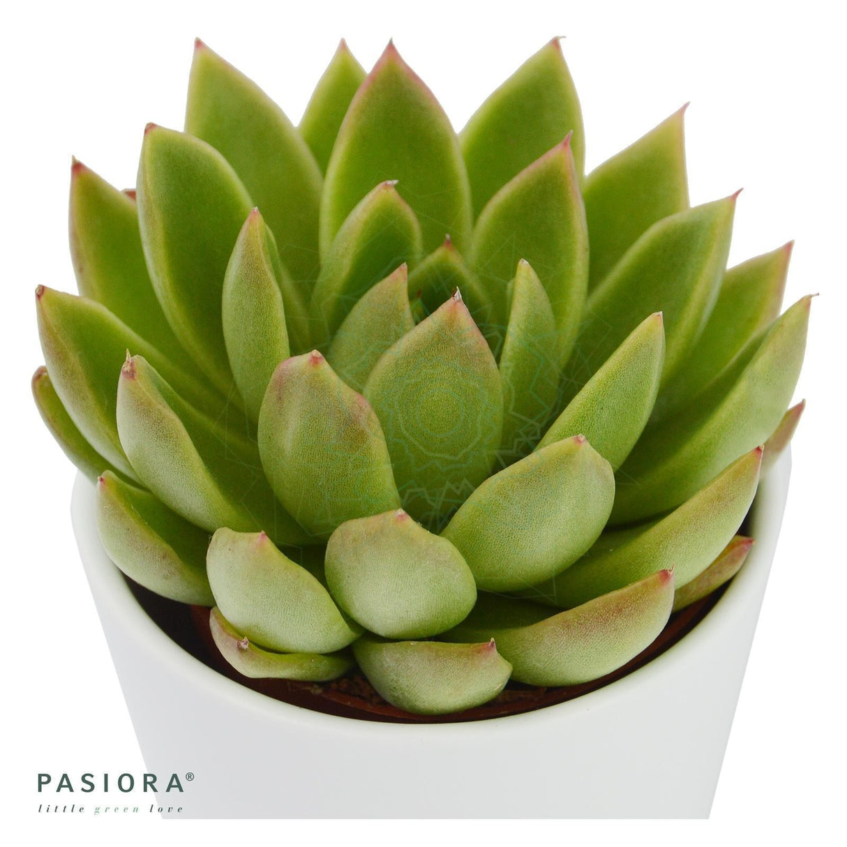 Echeveria agavoides Miranda - 6cm