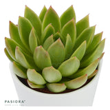 Echeveria agavoides Miranda - 6cm