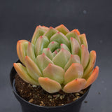 Echeveria agavoides x laui