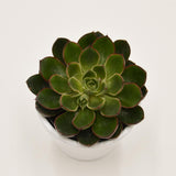 Echeveria Alita - 6cm