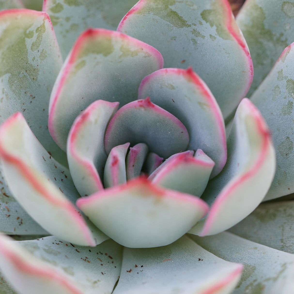 Echeveria Apus - 6cm