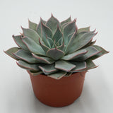 Echeveria Aquila - 10,5cm