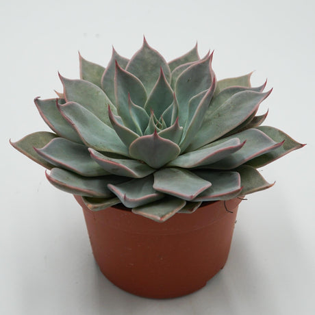 Echeveria Aquila - 10,5cm