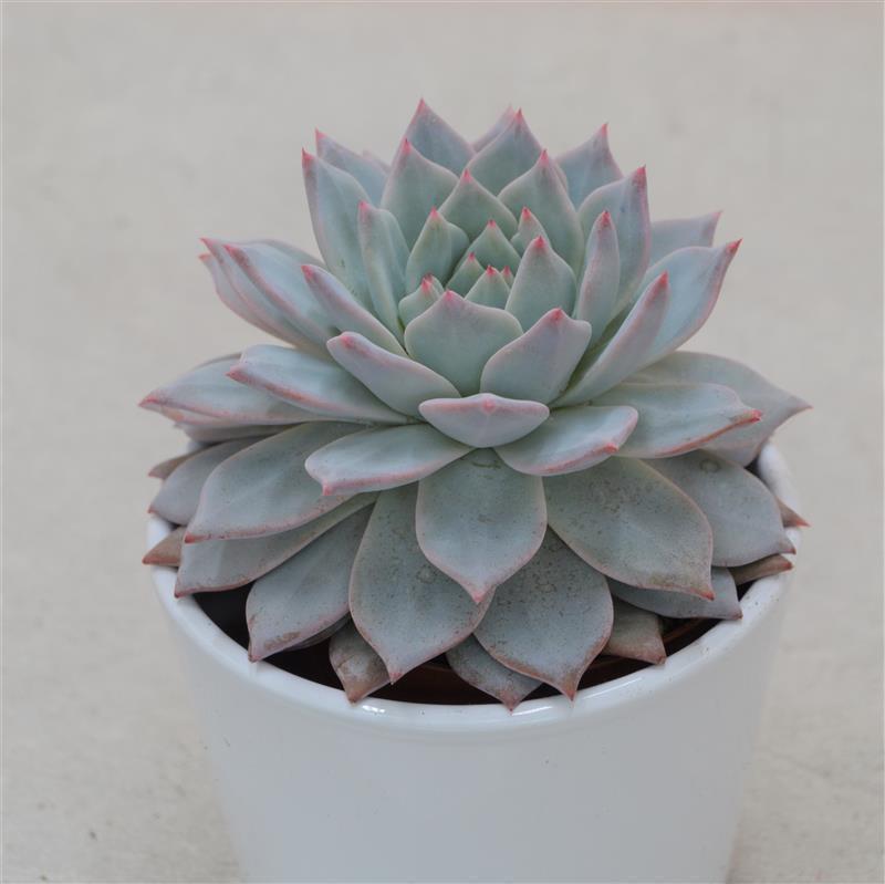 Echeveria Blue Bird - 8,5cm