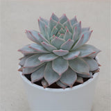 Echeveria Blue Bird - 8,5cm