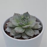 Echeveria Blue Bird - 8,5cm