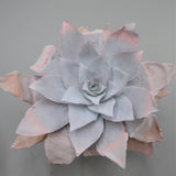 Echeveria cante - 12cm