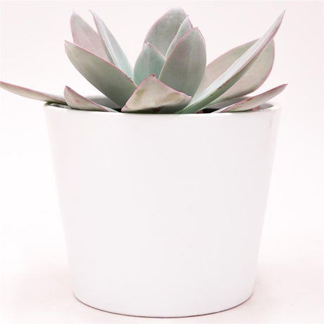 Echeveria cante - 12cm