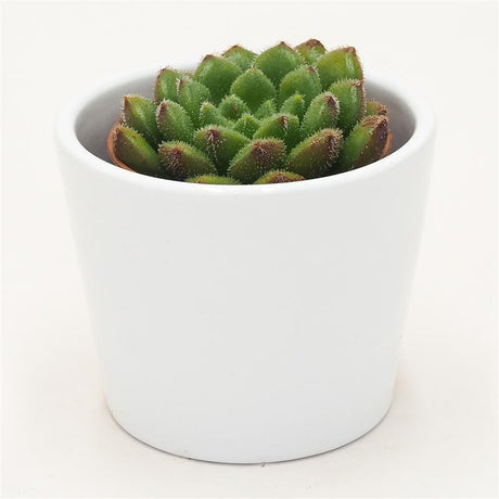Echeveria Fantasia Carol - 5,5cm