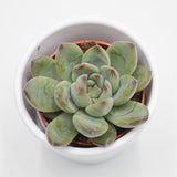 Echeveria colorata Hybrid - 5,5cm