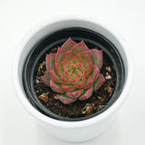 Echeveria Conch - 6cm