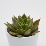 Echeveria Crystal Rose - 5,5cm