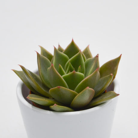 Echeveria Crystal Rose - 5,5cm