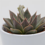 Echeveria Crystal Rose - 5,5cm
