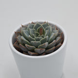 Echeveria cuspidata x halbingeri - 6cm