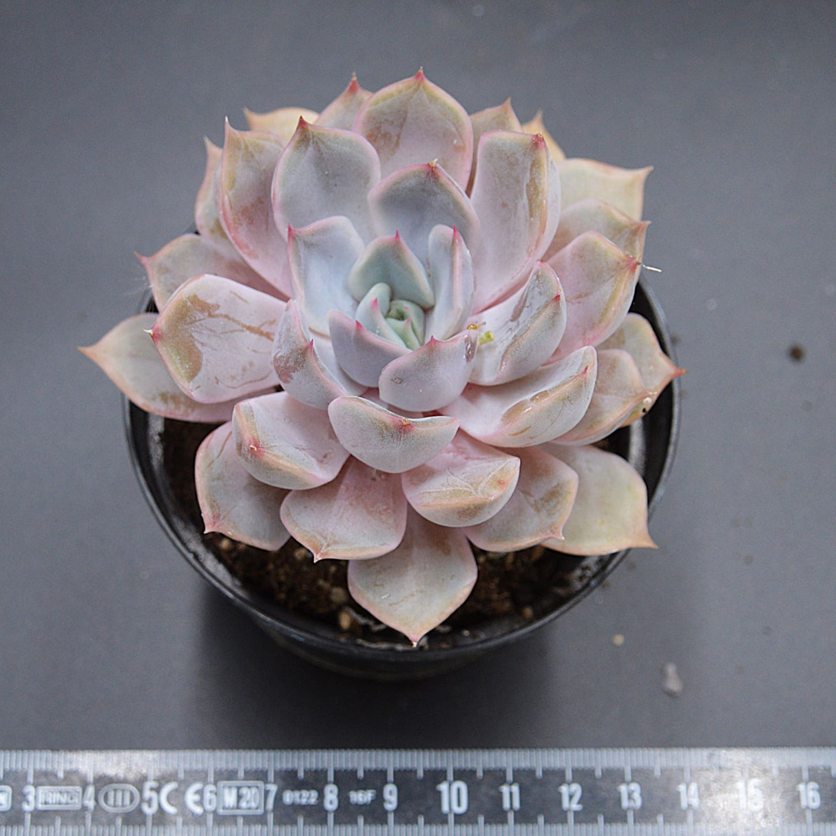 Echeveria Dark Ice
