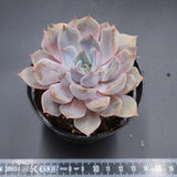 Echeveria Dark Ice