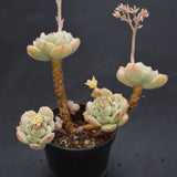 Echeveria derenbergii Hybrid