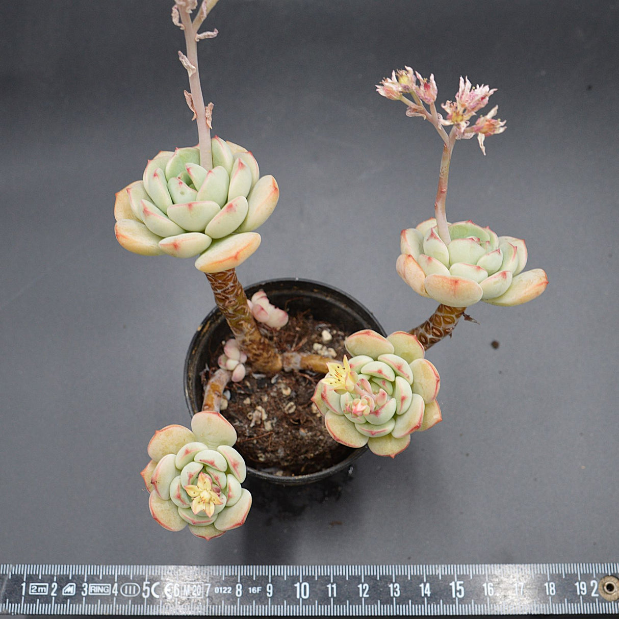 Echeveria derenbergii Hybrid
