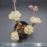 Echeveria derenbergii Hybrid